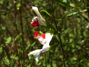 Vivers Càrex - Salvia microphylla 'Hot Lips'